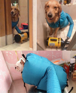 Pet Supplies